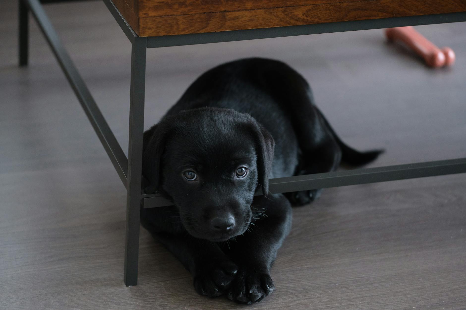 a black labrador retriever puppy lying under a table