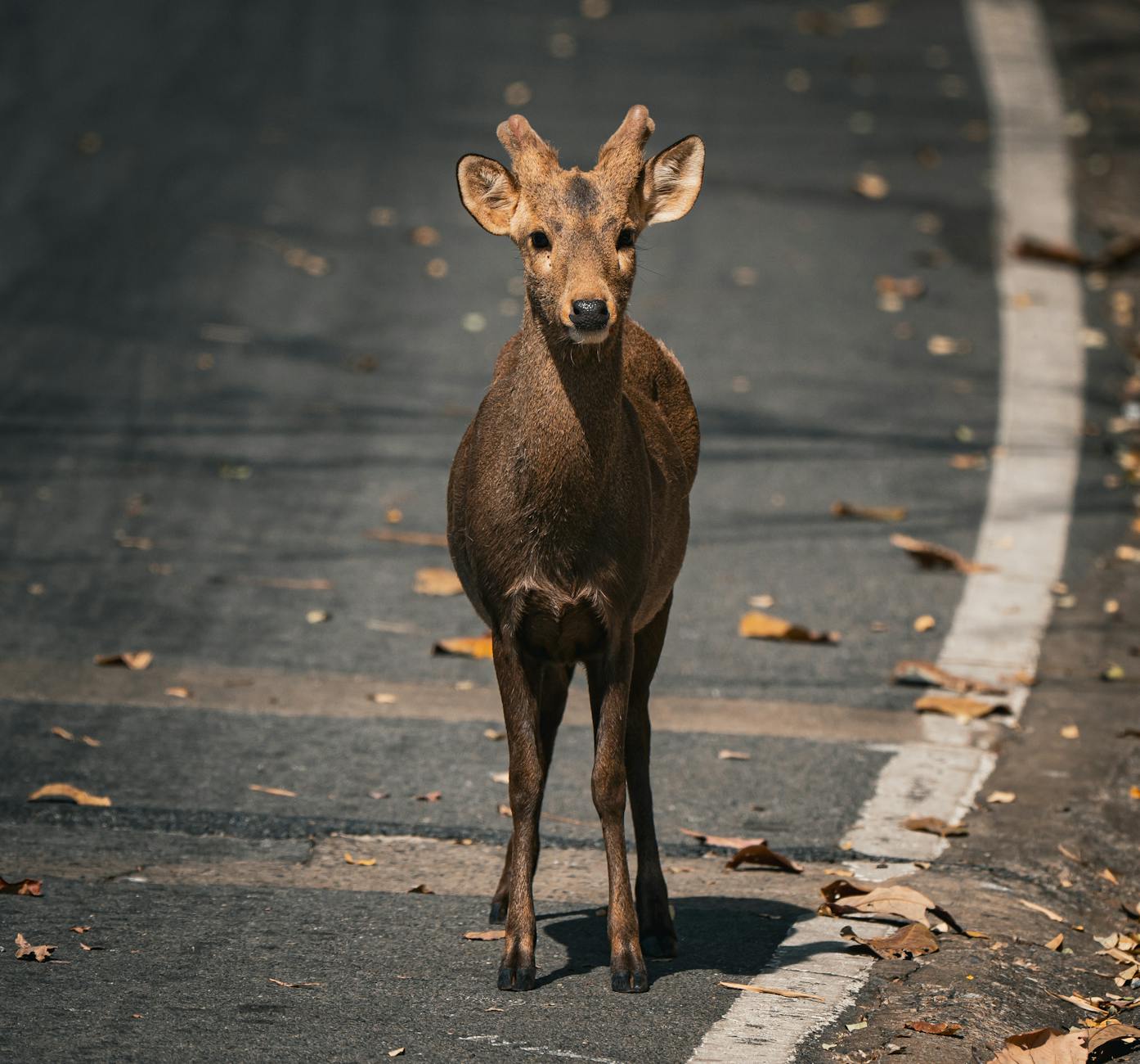 young deer standing on a forest road in thailand