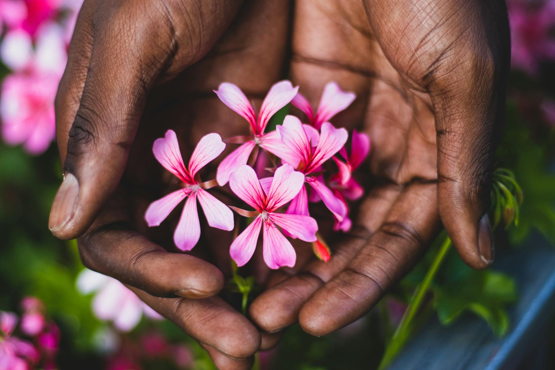 crop black gardener showing bright blooming flowers